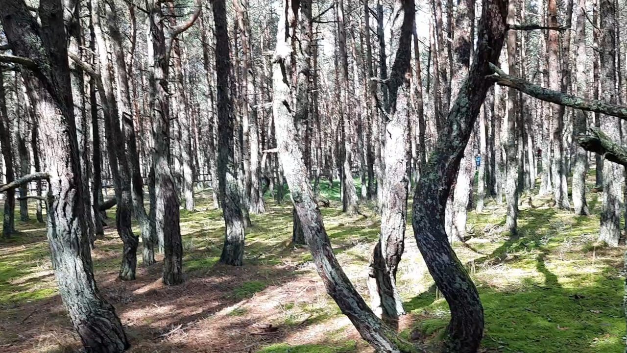 Начало экологической тропы "танцующий лес", на Куршкой косе Калининградской области летом днём