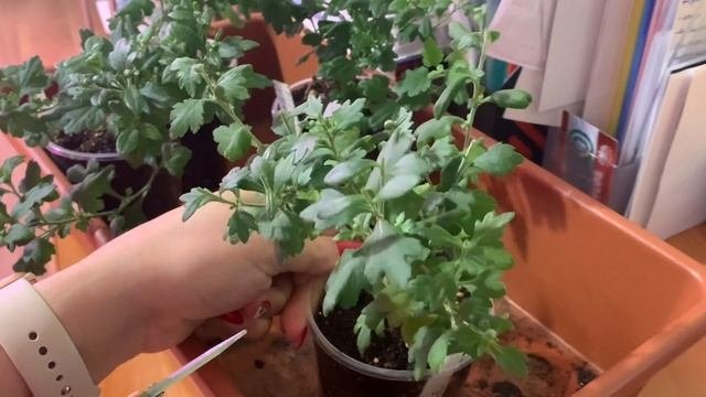 Хризантема мультифлора пора черенковать и укоренять мои советы