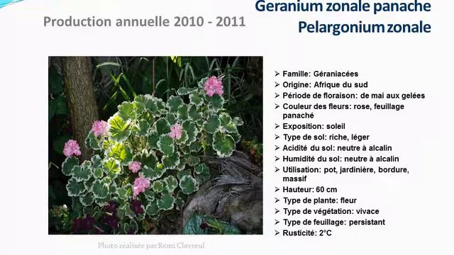 conseils jardinage :Geranium zonale panaché pelargonium zonale: fiche technique plante annuelle
