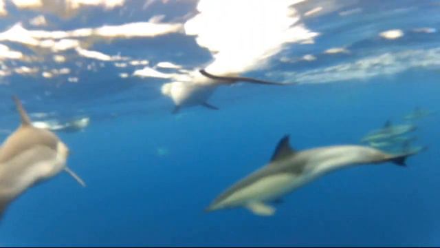 Dolphins in Atlantic