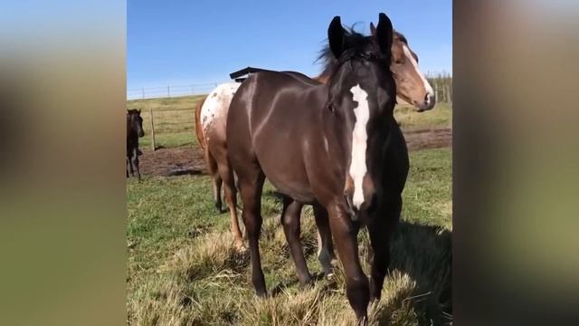Appaloosa Horses of Haras Santa Fe PART TWO