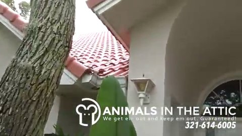Rats, water & barrel tile roof, 321-614-6005 Animals in the Attic, Melbourne, Satellite Beach