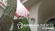 Rats, water & barrel tile roof, 321-614-6005 Animals in the Attic, Melbourne, Satellite Beach