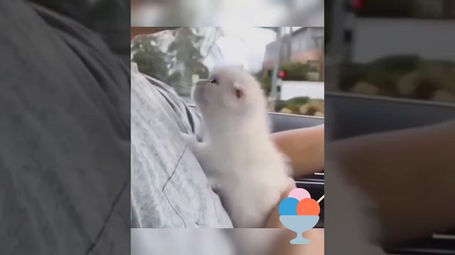 смешные коты2021🐈😻🌼самые милые и смешные котики2021💝😺😼💐🌼🏵️