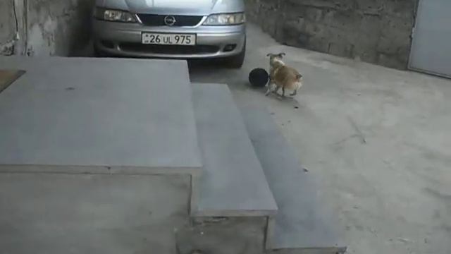 Собака Макс