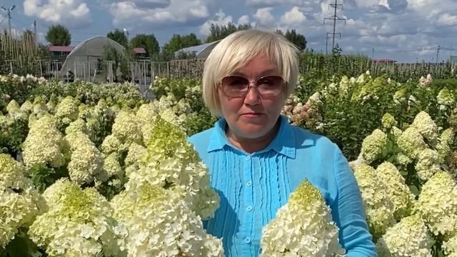 ОБЗОР СОРТОВ ГОРТЕНЗИЙ