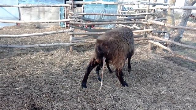 10 минут после окота