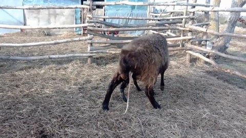 10 минут после окота