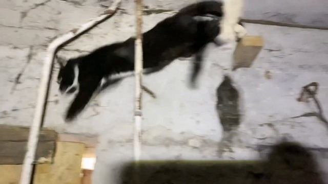 Кормление щенка в подвале. Помощь бездомным животным.