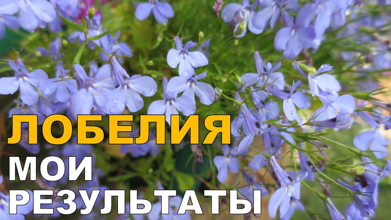 Выращивание лобелии. 2. Цветение // Growing lobelia. 2. Blossom