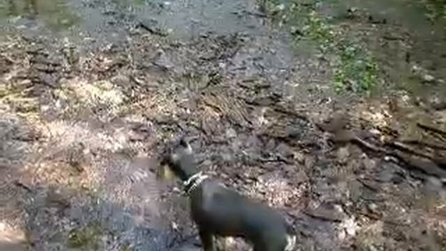 Кукушка в лесу.