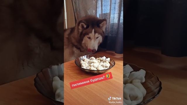 Хаски и пельмени!))