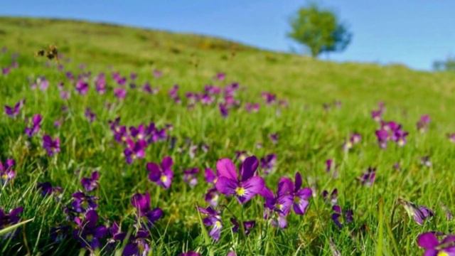 5 Wild plants that actually taste GOOD!