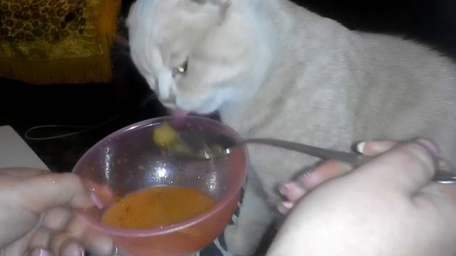 Кот ест борщ