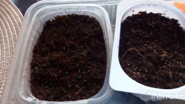 Приступаем к новому сезону :первые посевы!