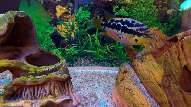 Cichlasoma Salvini - guarding fry! Цихлозомы Сальвини - охраняют мальков!