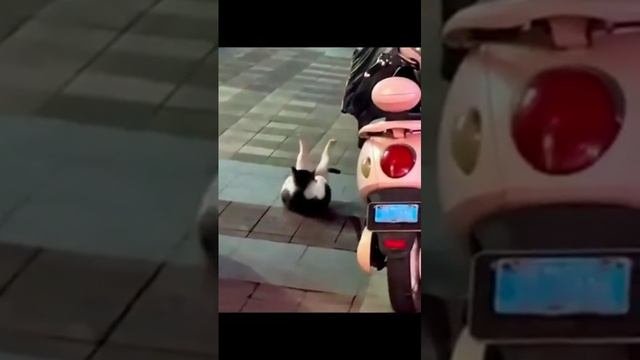 ???Кошачьи спортики?.mp4