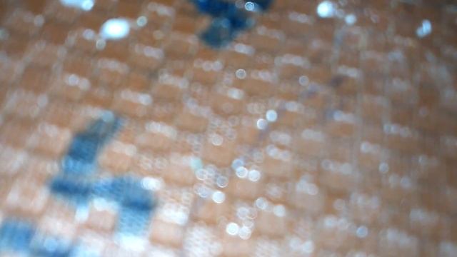 Как определить пол хомяка и морской свинки Нюши и попугаев т.д