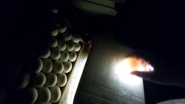 Проверяем яйца!! Ищем гусят и утят!!