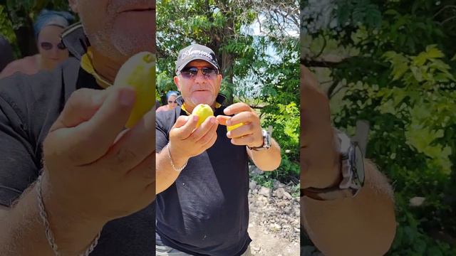 Армянский абрикос , абрикос обыкновенный -  научное название "prunus armeniaca"  "армянская слива"