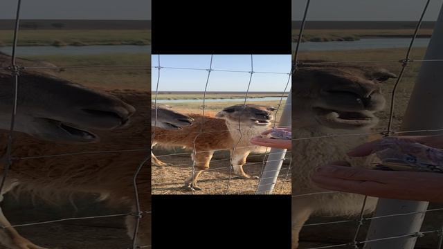 В садик не ходили