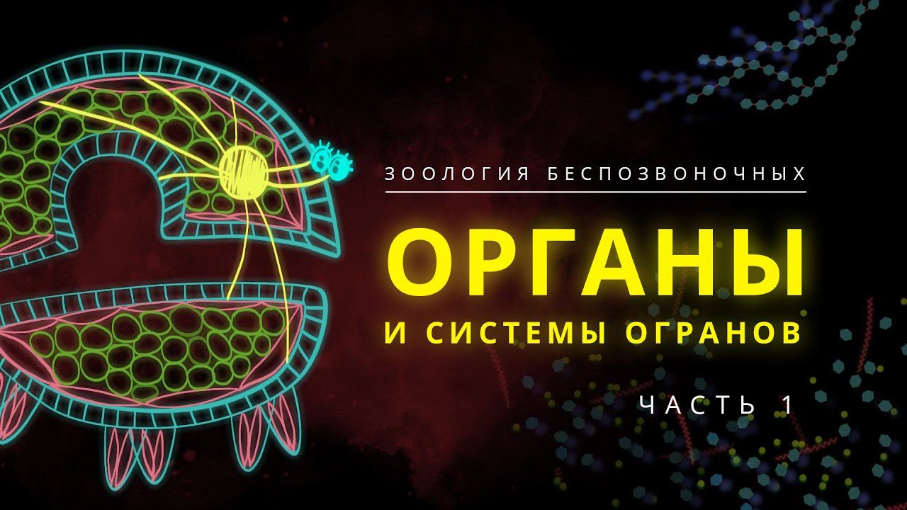 2. Органы и системы органов. Часть 1. Зоология беспозвоночных -  7 класс