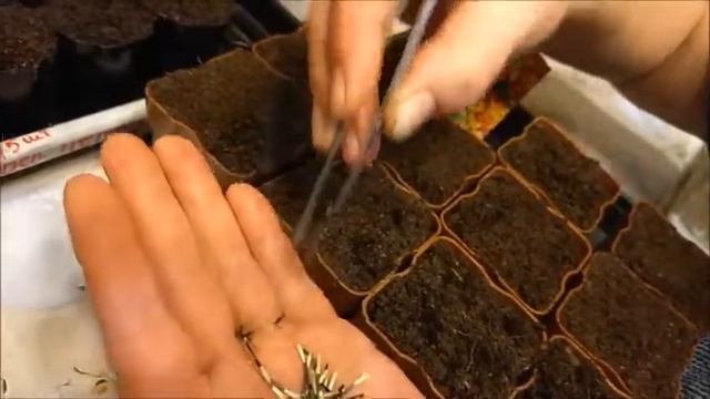 ОТ РАССАДЫ ДО ЗАКРУТКИ.Ранние перцы,белые баклажаны,бархатцы.