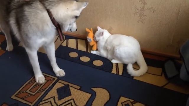 Хаски,кот и заяц ПРИКОЛ.mp4