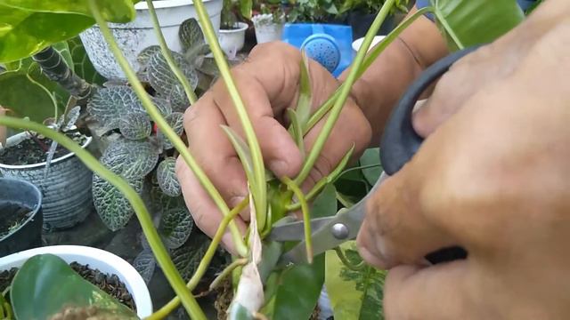 STEP BY STEP CUTTING TUNAS BURLEMARX VARIGATA * VARIGATED BURLEMARX CUTTING METHOD STEP BY STEP
