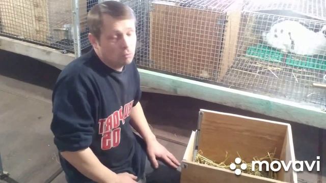 КРОЛЬЧАТА инбридинг. Эксперимент прошёл на УРА.