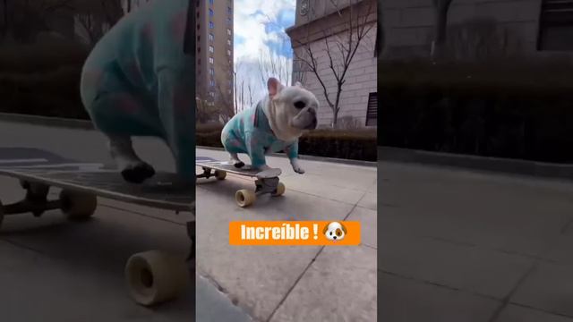 Собака-скейтбордист 2