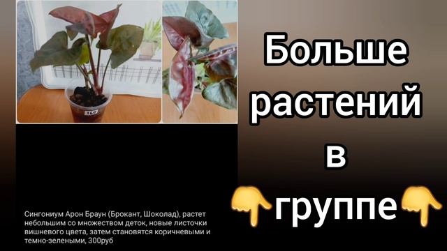 27.04.23 Растения почтой?Гуэрния Сингониумы Карисса Хойи растения цветы купить shorts