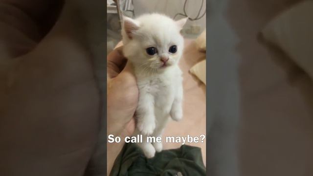 Котёнки ❤️