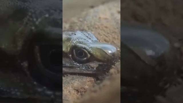 Ученые были поражены когда засняли ее под водой. Ящерица Анолис