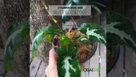 Cây Syngonium wendlandii Silver Goosefoot (Trầu Bà Nhung) chậu nhựa 10cm