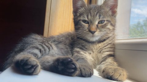 4-ех месячный котенок по имени "Перчик" в поисках дома и любящей семьи ﹤3