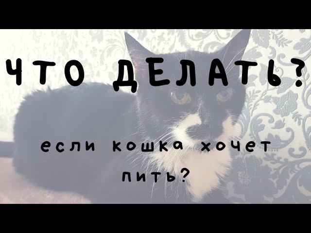 ЧТО ДЕЛАТЬ ЕСЛИ КОШКА ХОЧЕТ ПИТЬ?