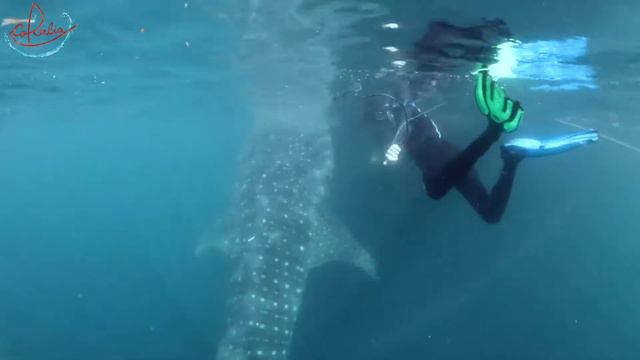 Triton Bay Bagans with Coralia Liveaboard