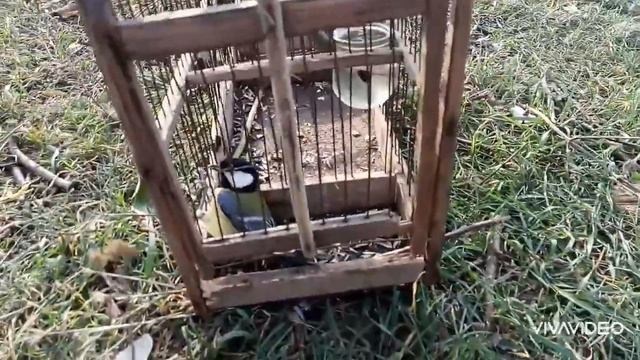 Ловля певчих птиц на западок ч2