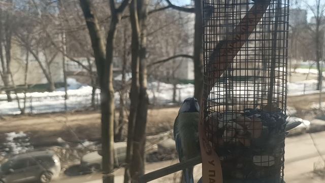 птица синица против кота