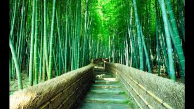 Amazing Place in China / Sagano Bamboo Forest / You Must See / Do You Know / DYK