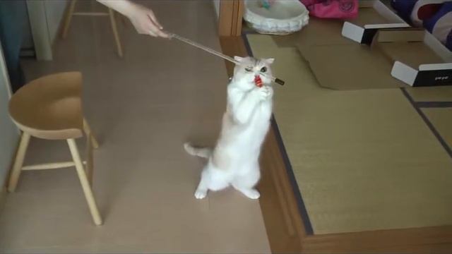 Кот на двух лапах