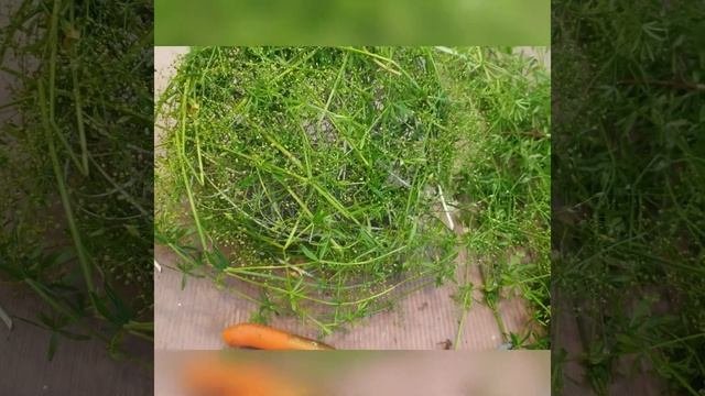 летняя композиция из полевых цветов