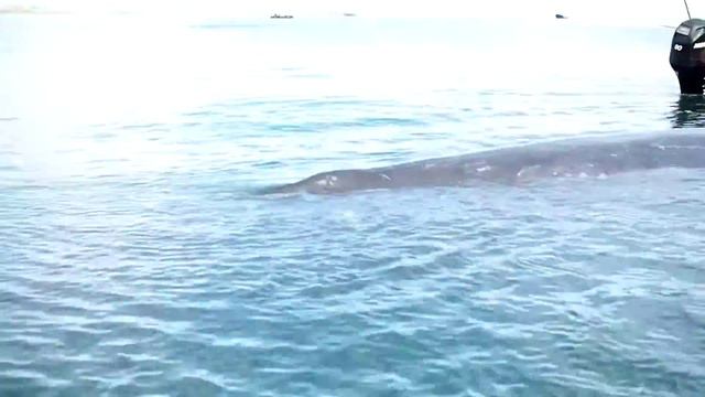 Grey Whale Watching, Puerto Adolfo Mateos Lopez, Baja California