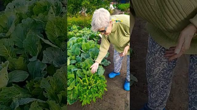 Базилик Лимонный#подпишись #домашниезаготовкиназиму