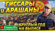 Овцеводческое хозяйство в предгорьях Кыргызстана. Гиссары, Арашаны, Бурские козы. Овцы, бараны.