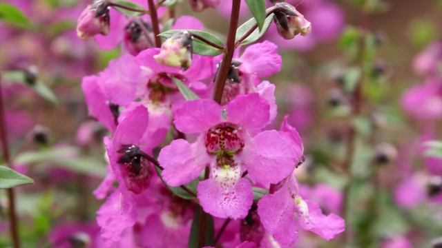 Production Tips For Growers: Sungelonia Angelonia
