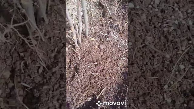Подкормка вишни?, сливы и красной смородины весной!?? Удобрения Фертика.