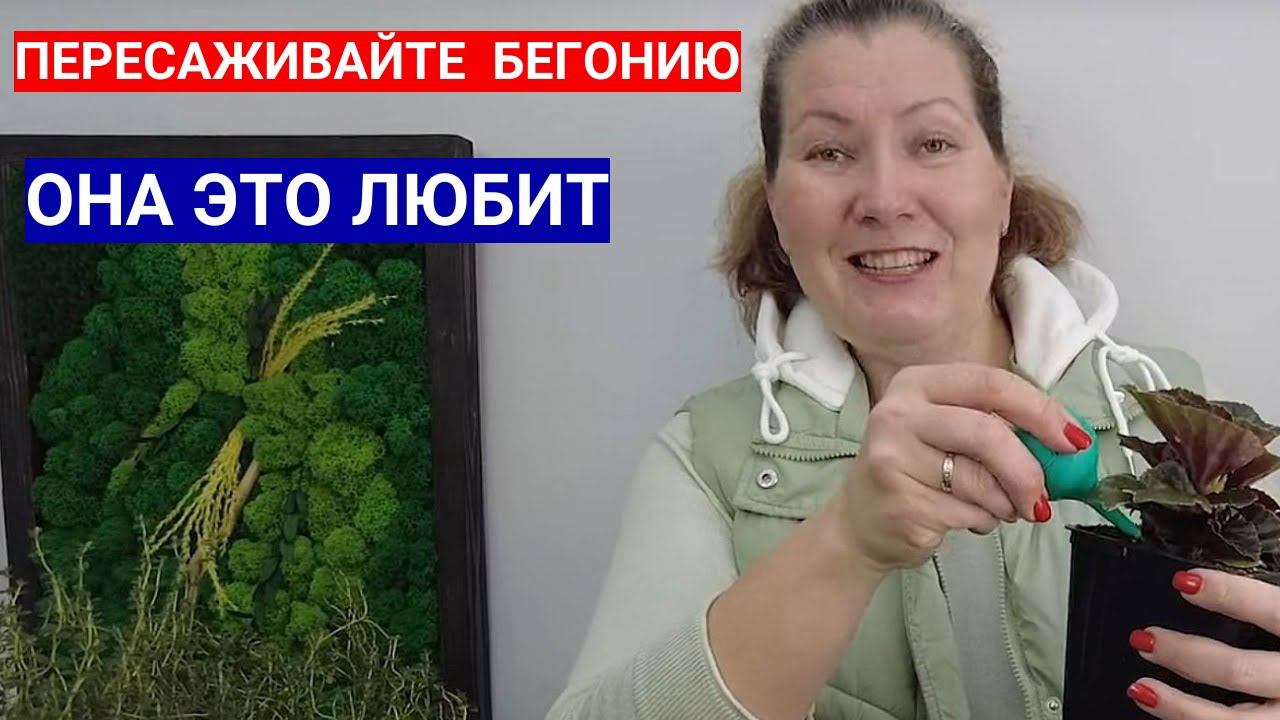 ПЕРЕСАЖИВАЙТЕ БЕГОНИЮ ЧАЩЕ - СТИМУЛ ДЛЯ РОСТА КОРНЕЙ! СХЕМА ПЕРЕВАЛКИ БЕГОНИИ ВЕЧНОЦВЕТУЩЕЙ