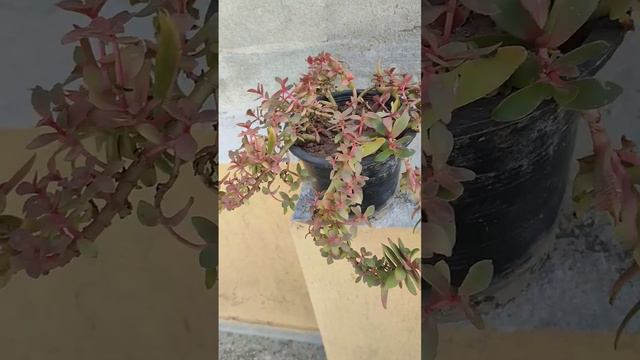 Succulent Plant #succulent #jade #bonsai #plant